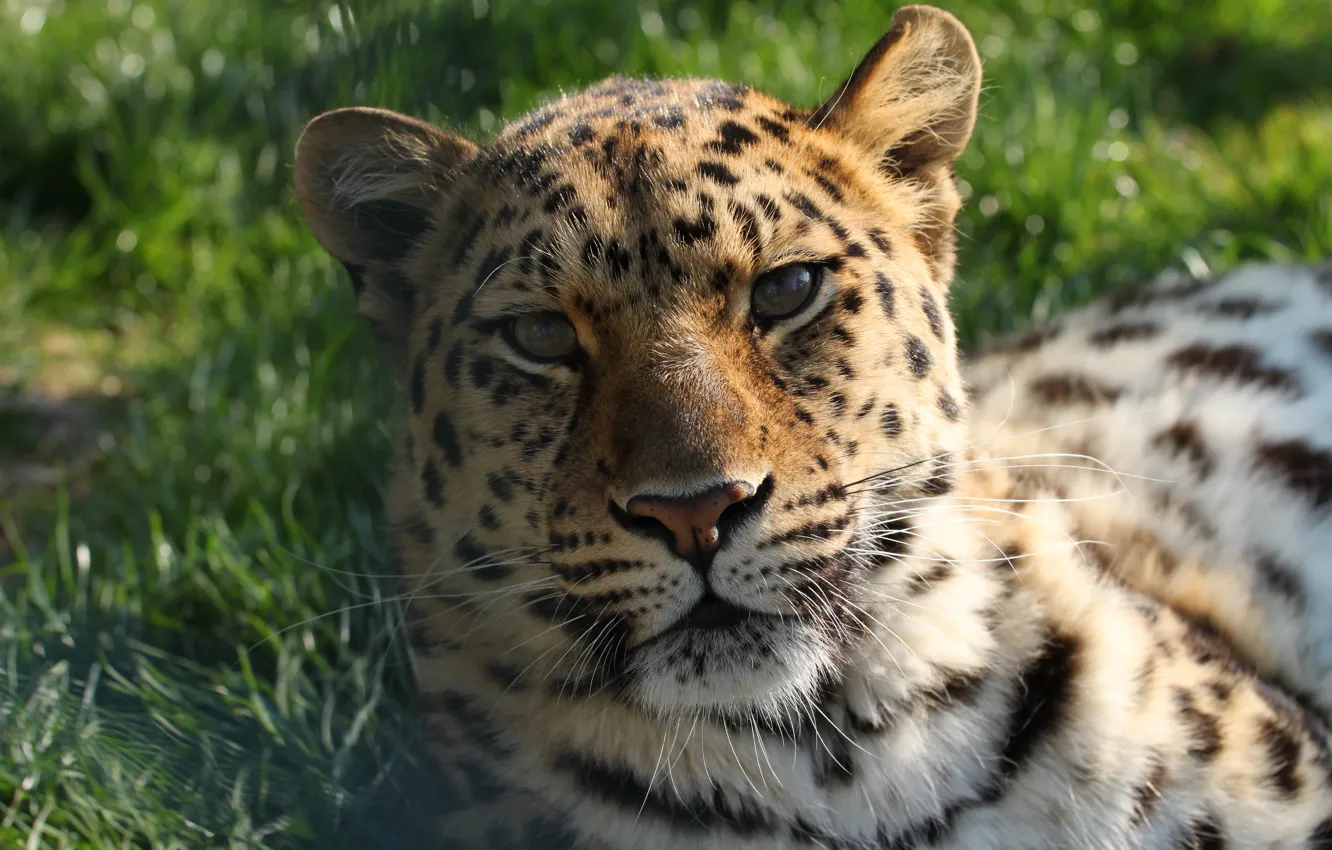 Фото обои морда, леопард, лежит