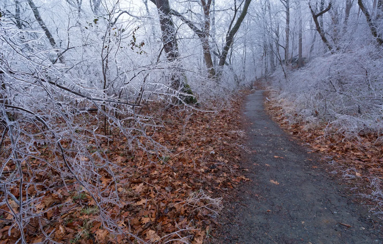 Фото обои дорога, лес, деревья, природа, лёд