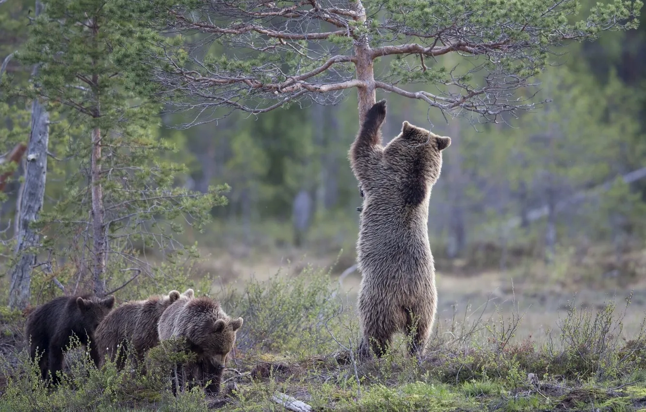 Фото обои деревья, медведи, медвежата, сосна, медведица