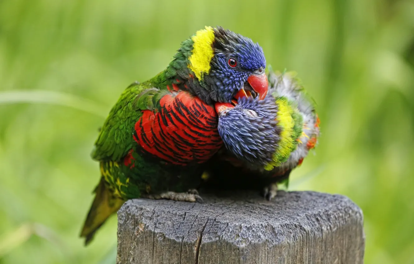Фото обои любовь, птицы, попугаи, парочка, Многоцветный лорикет