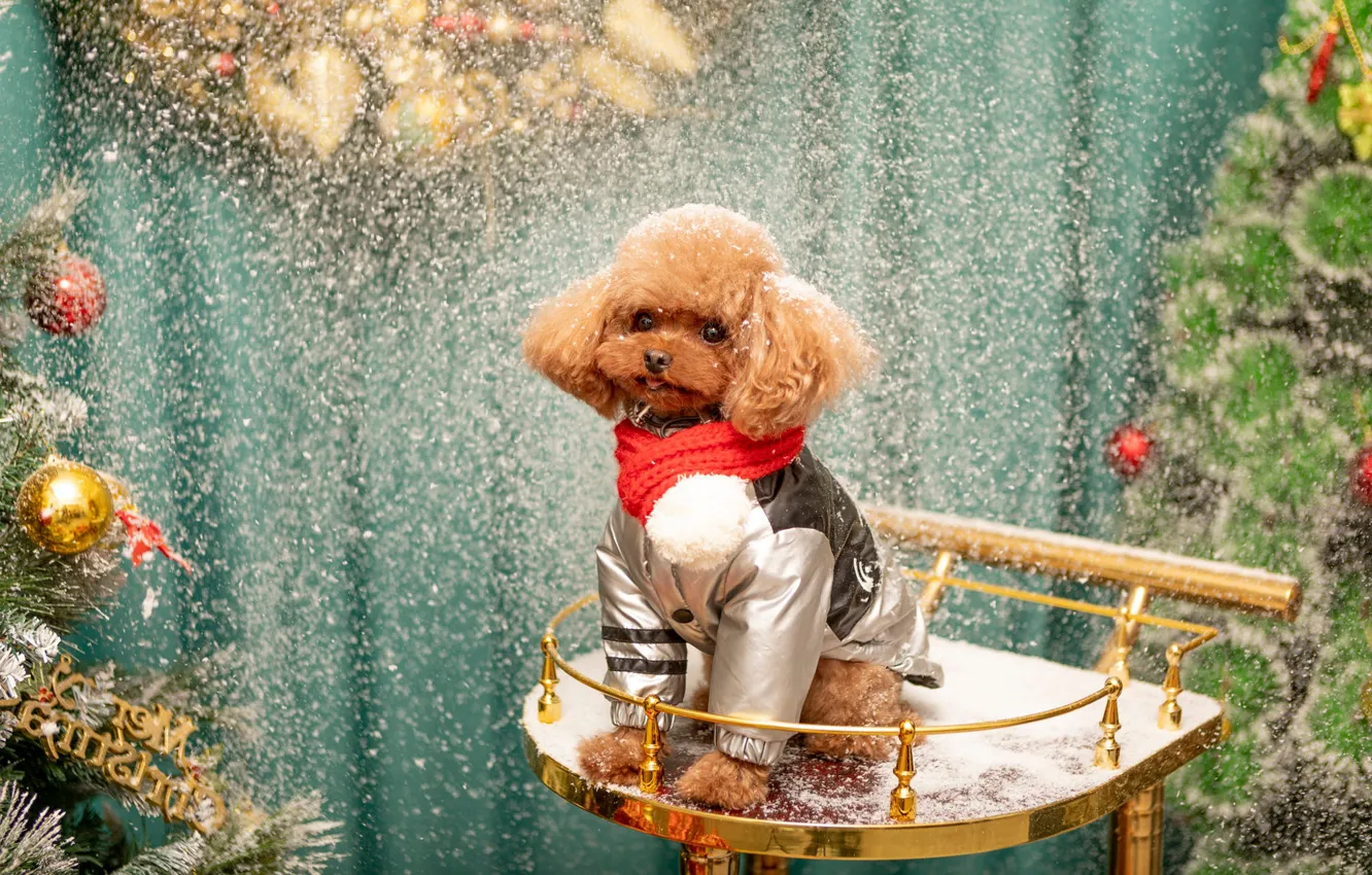 Фото обои взгляд, шарики, снег, собака, Рождество, костюм, щенок, Новый год