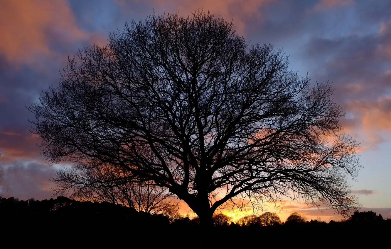 Фото обои закат, природа, дерево, силуэт
