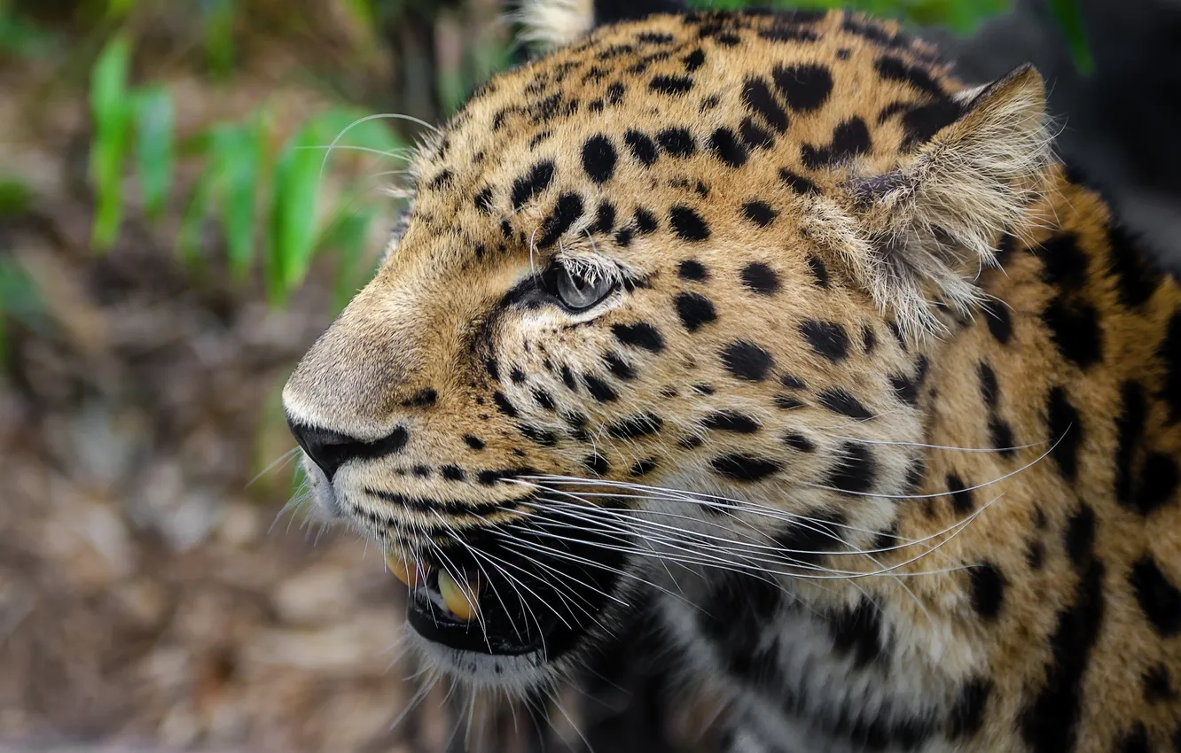 Фото обои морда, хищник, леопард, дикая кошка
