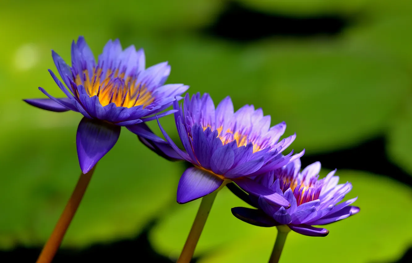 Фото обои цветы, озеро, водяные лилии