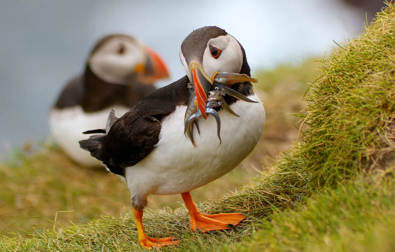 Фото обои трава, птицы, берег, рыбка, пара, обед, puffin, тупики