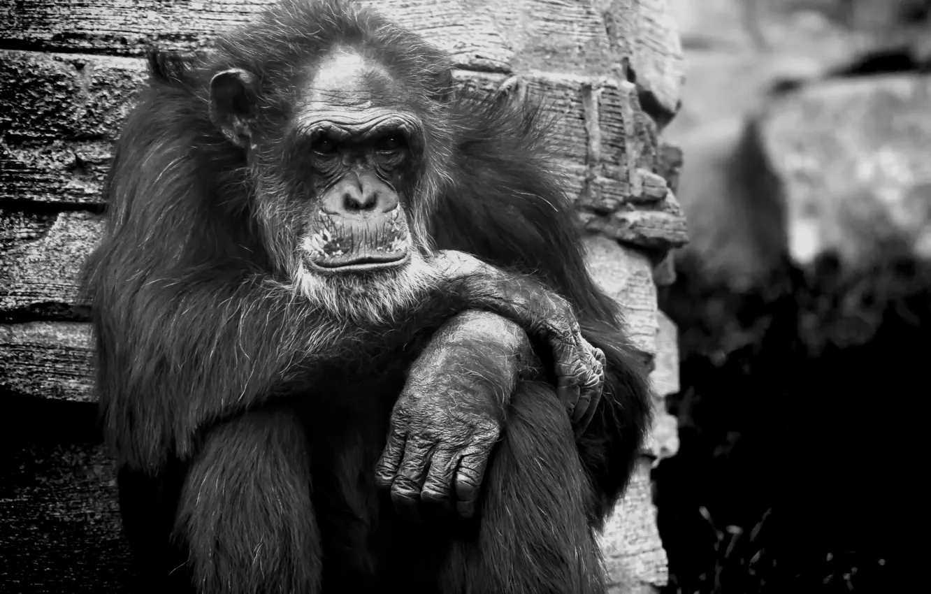 Фото обои monkey, animal, wildlife, grumpy