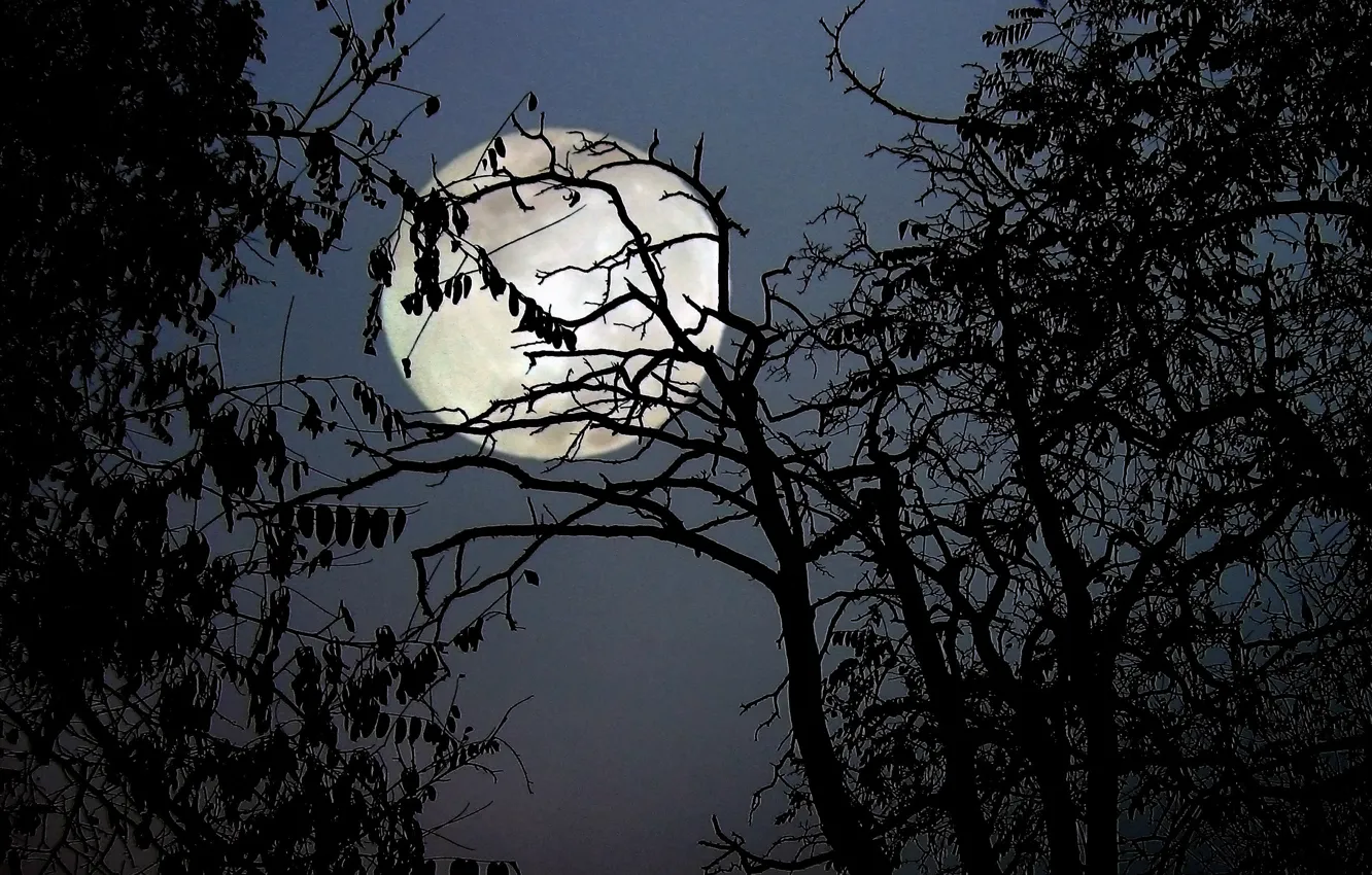 Фото обои деревья, ночь, ветки, природа, луна, полнолуние