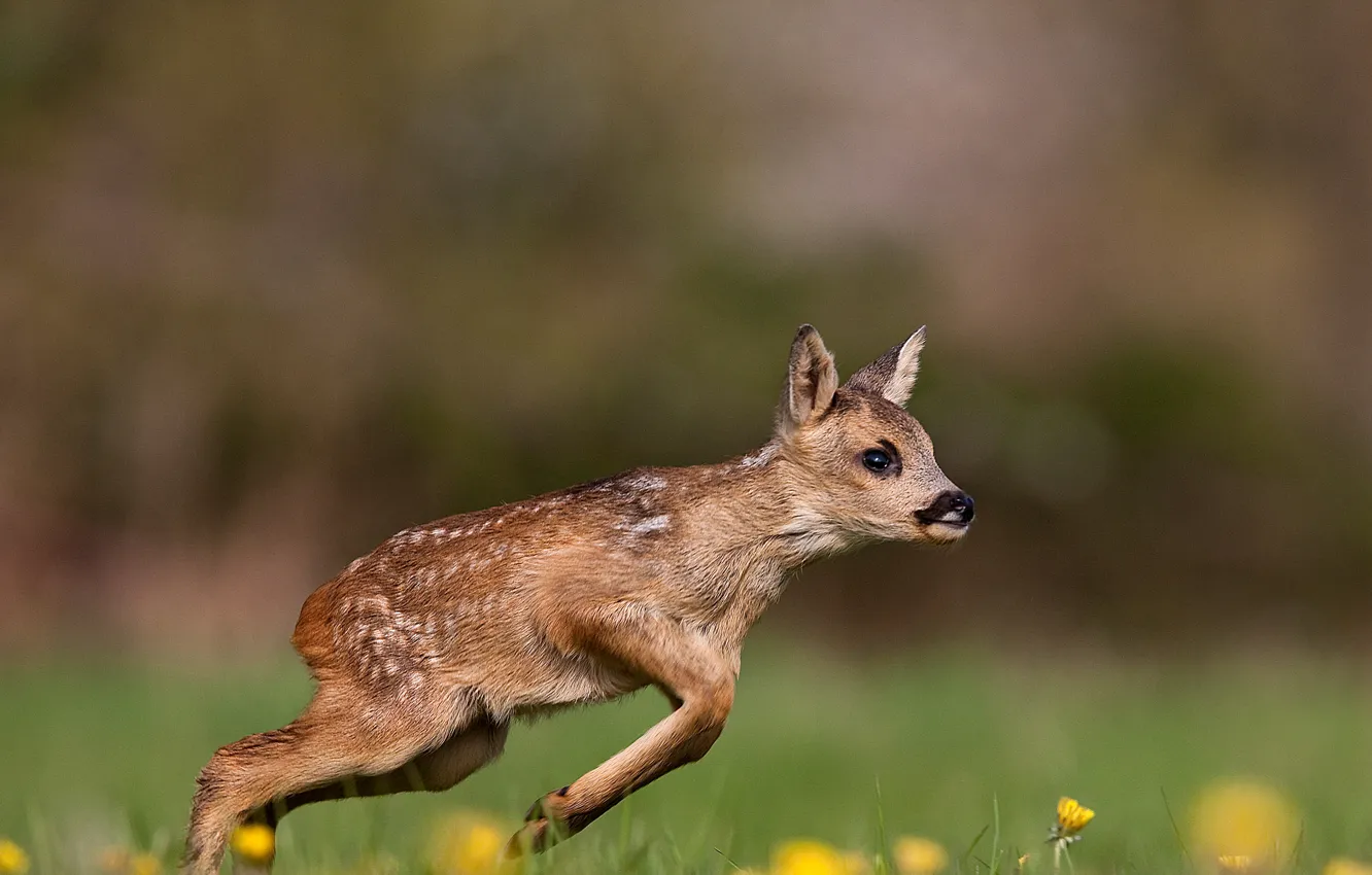 Фото обои France, wildlife, Roe deer fawn running on grass in Normandy