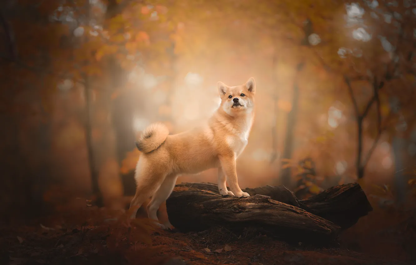 Фото обои осень, лес, собака, коряга, боке, Сиба-ину, Шиба-ину