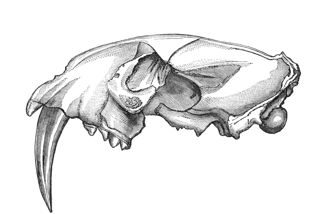 Фото обои skull, drawing, teeth