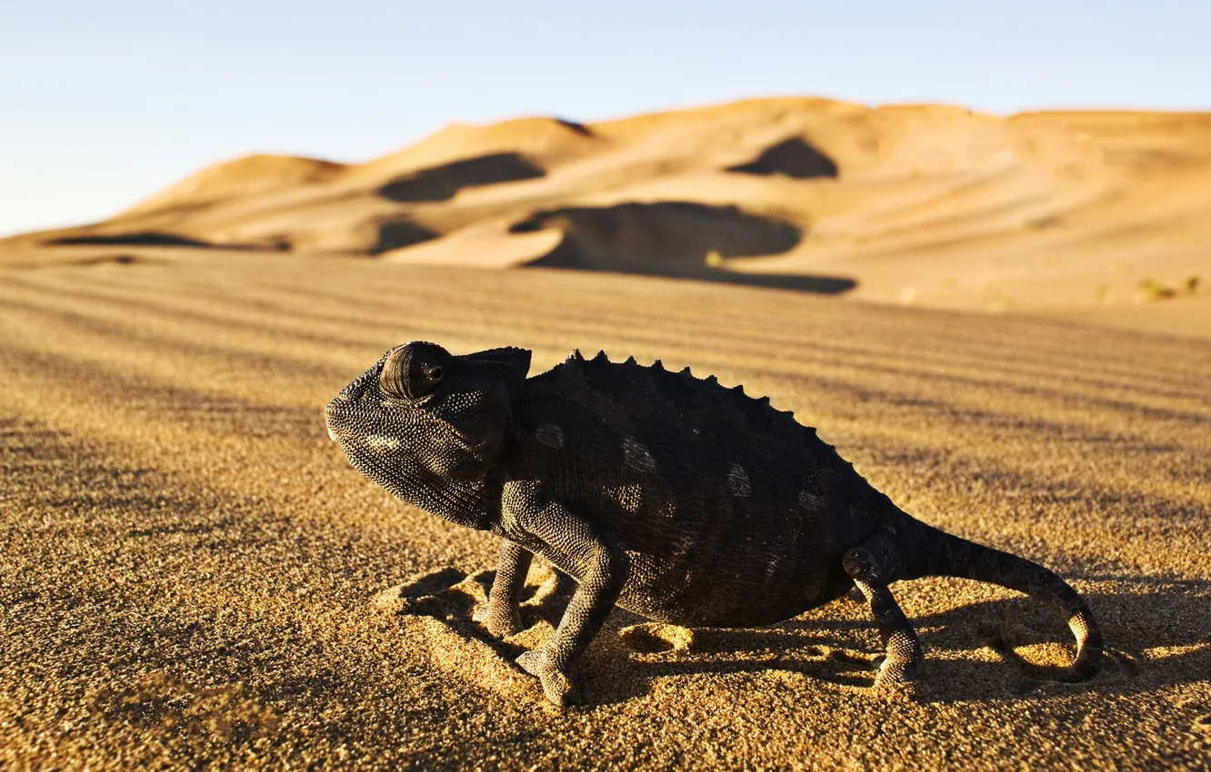 Фото обои desert, Iguana, reptile