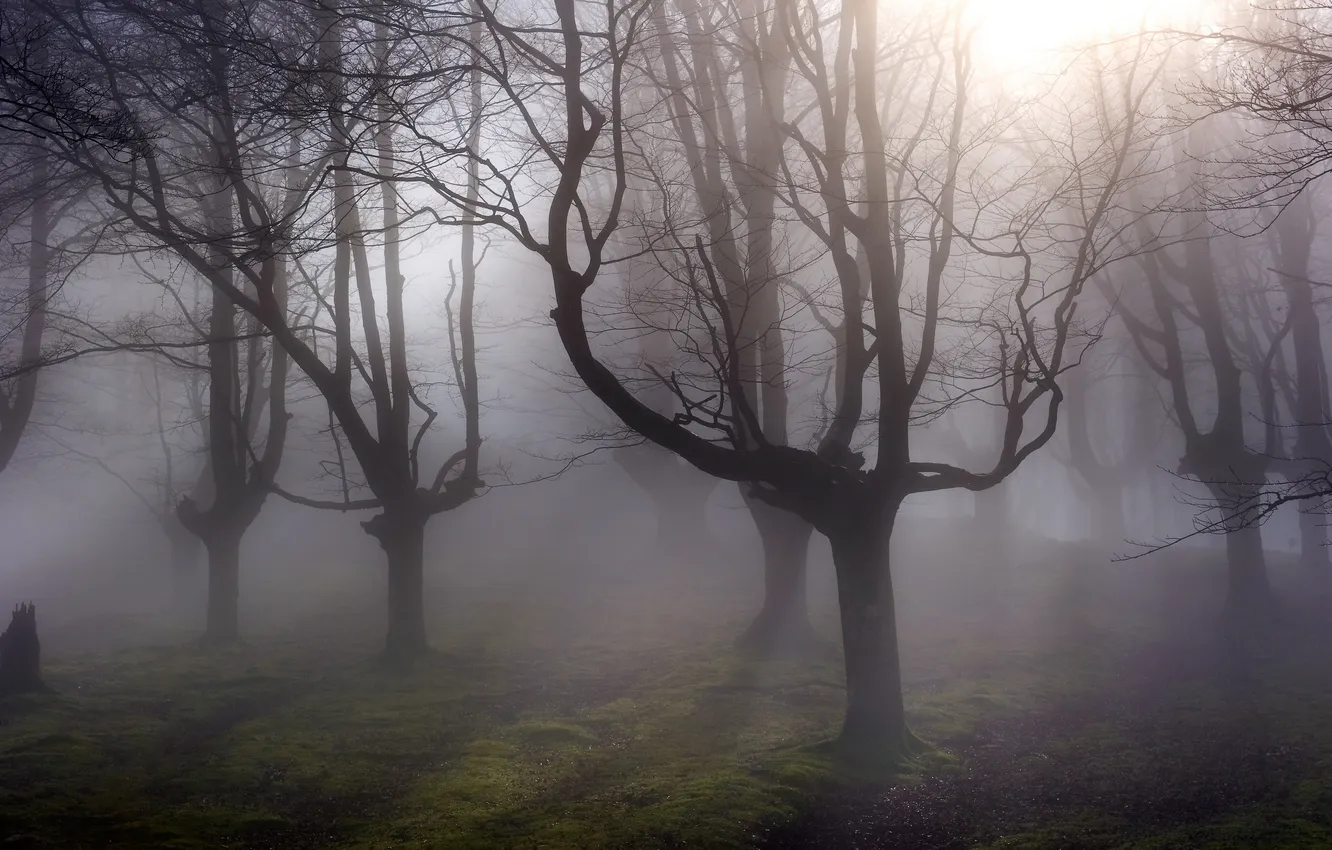 Фото обои лес, пейзаж, природа, туман