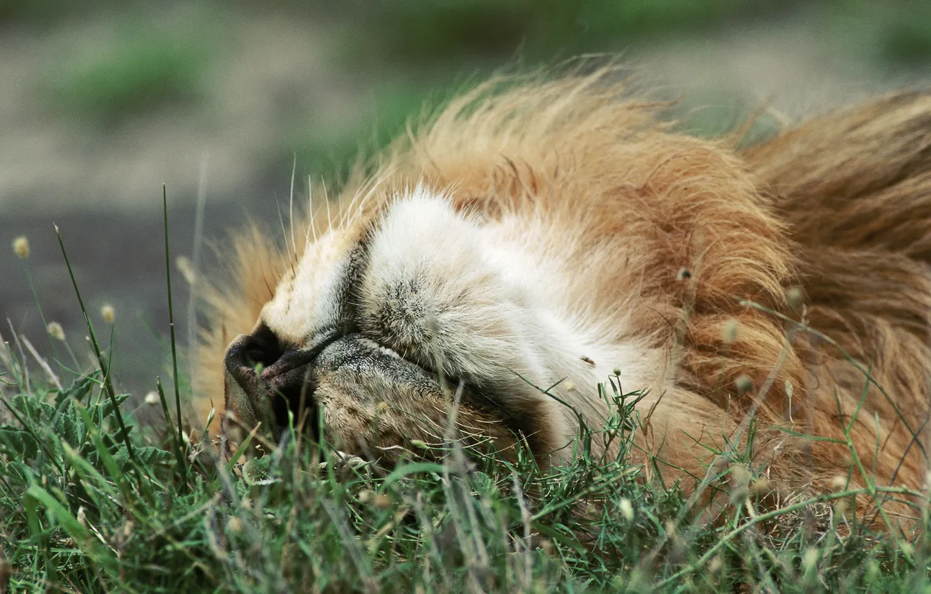 Фото обои трава, отдых, релакс, лев, relax, grass, lion, rest