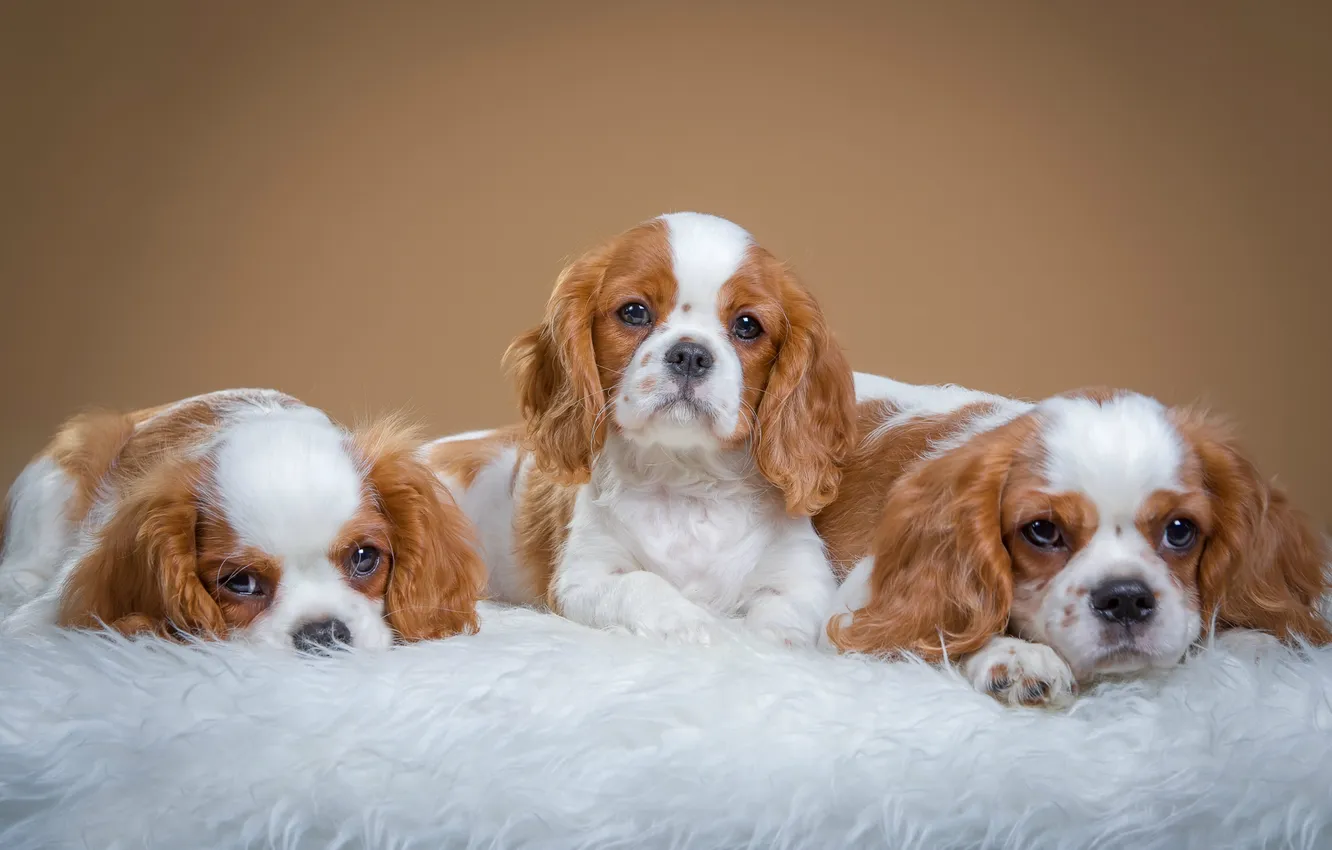 Фото обои щенки, трио, милые, пятнистые, спаниели