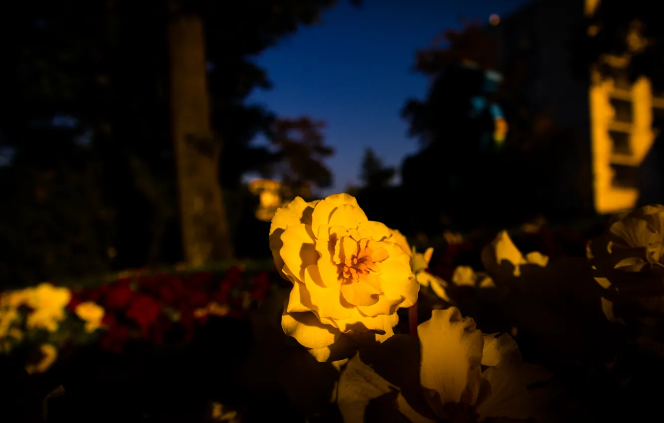 Фото обои Flower, Park, Autumn, Yellow, Evening, Killesberg