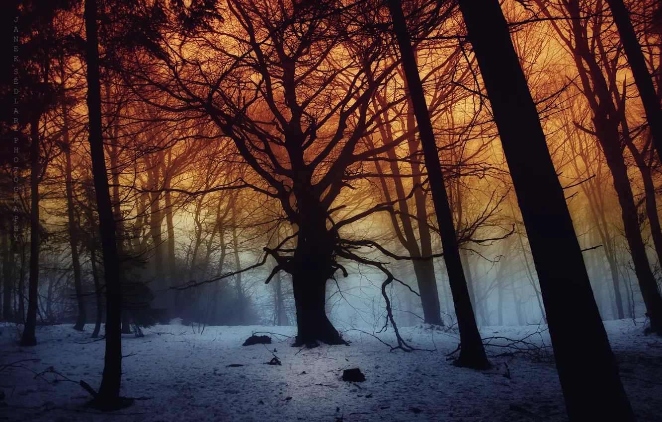 Фото обои dark, forest, trees, snow, fog
