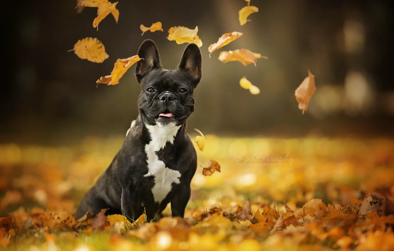 Фото обои осень, взгляд, листья, портрет, собака, боке, Французский бульдог
