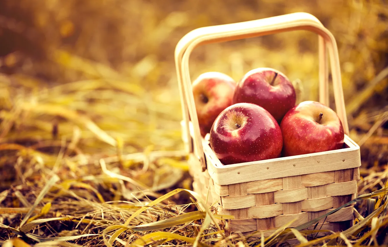 Фото обои природа, фон, корзина, яблоки, сено