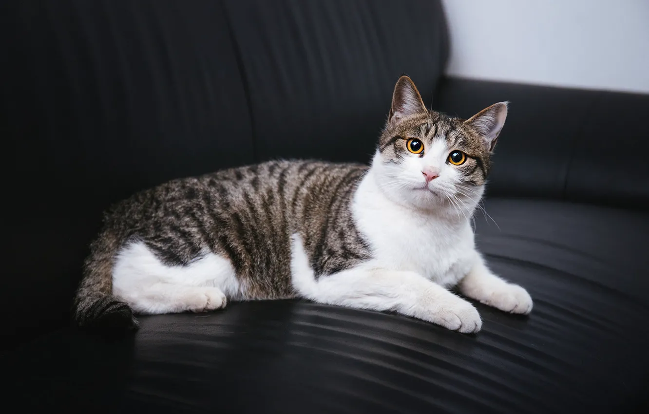 Фото обои кошка, кот, взгляд, поза, мордашка