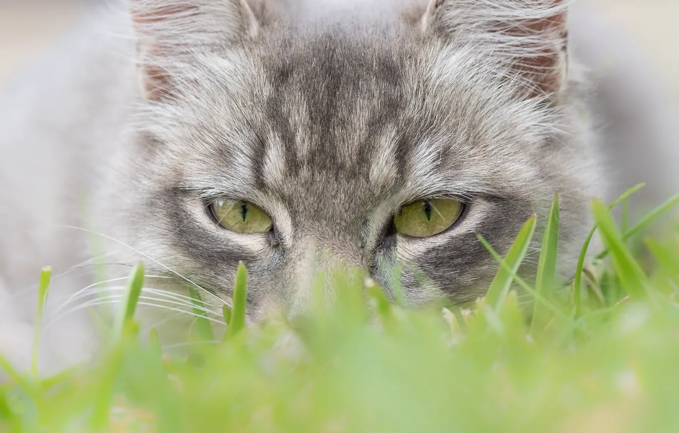 Фото обои кошка, трава, глаза, взгляд, мордочка, котейка