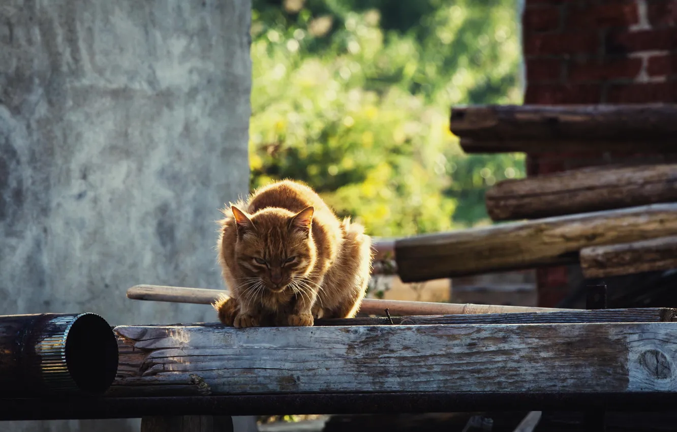 Фото обои лето, кот, взгляд, рыжий, боке