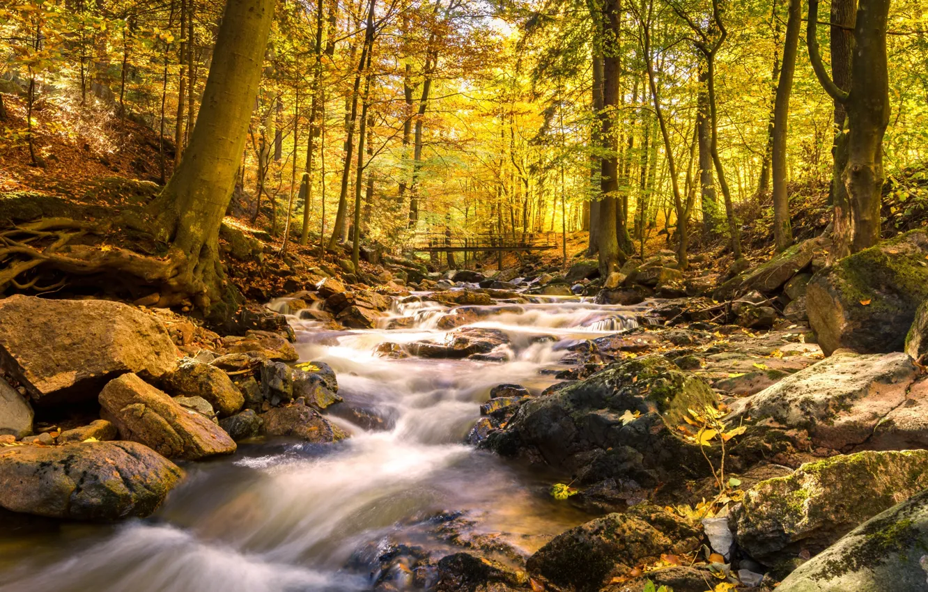 Фото обои осень, лес, деревья, парк, река, ручей, камни, мостик