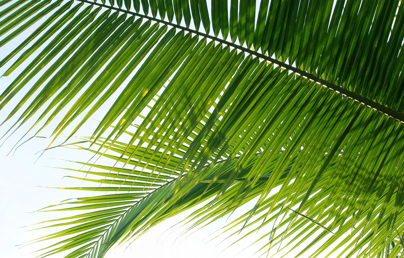 Фото обои листья, природа, пальма, nature, leaves, palm