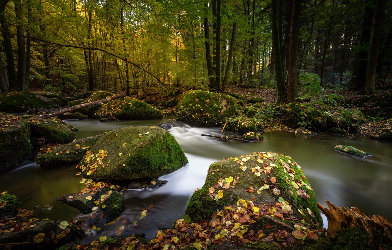 Фото обои осень, лес, листья, деревья, пейзаж, природа, река, камни