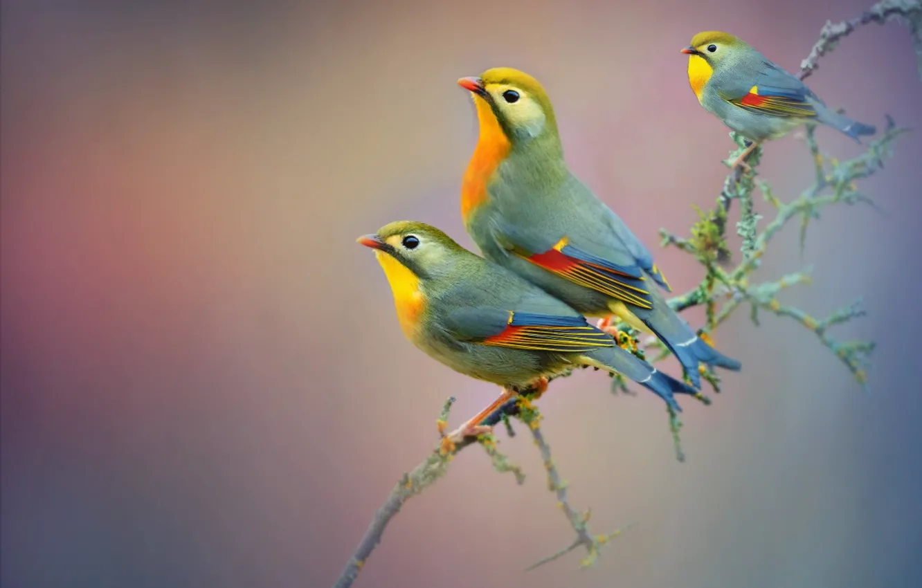 Фото обои ветки, птица, клюв