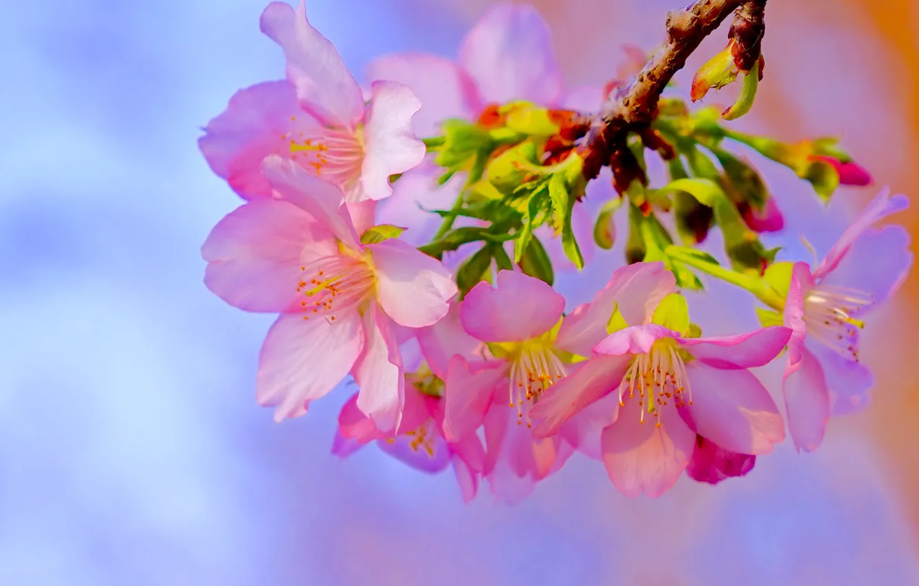 Фото обои макро, вишня, ветка, весна, сакура, цветение, цветки
