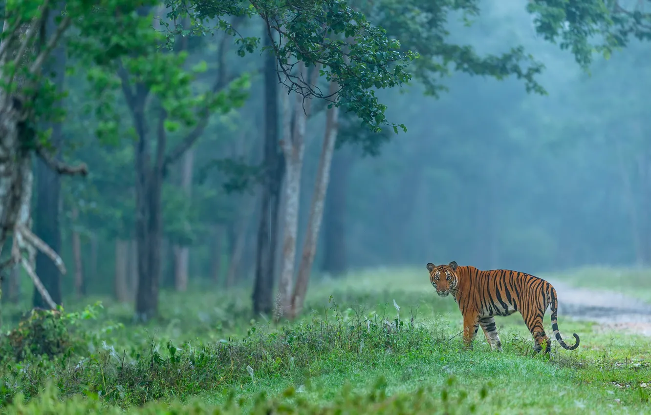 Фото обои лес, взгляд, деревья, тигр