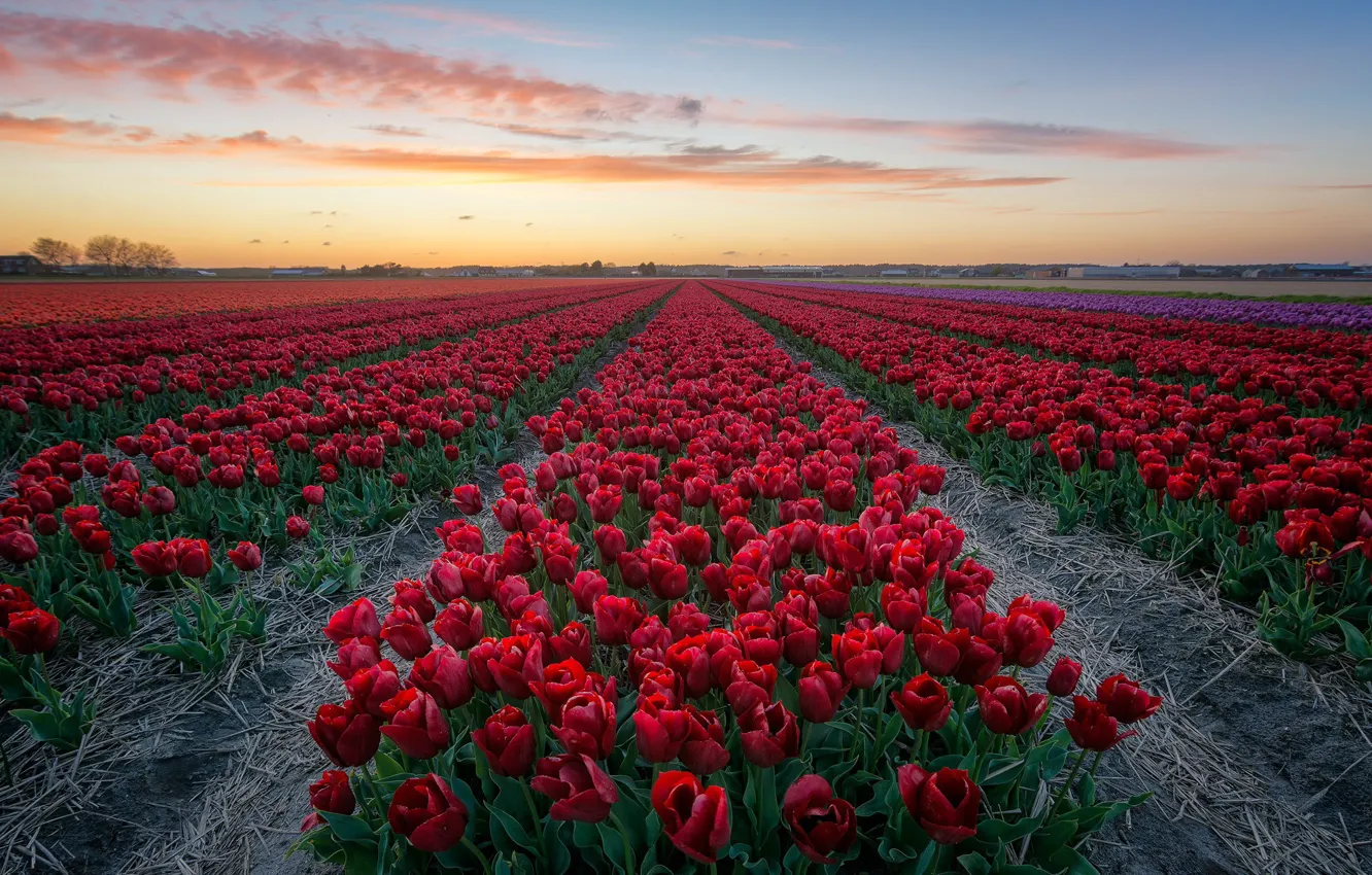 Фото обои поле, цветы, вечер, тюльпаны