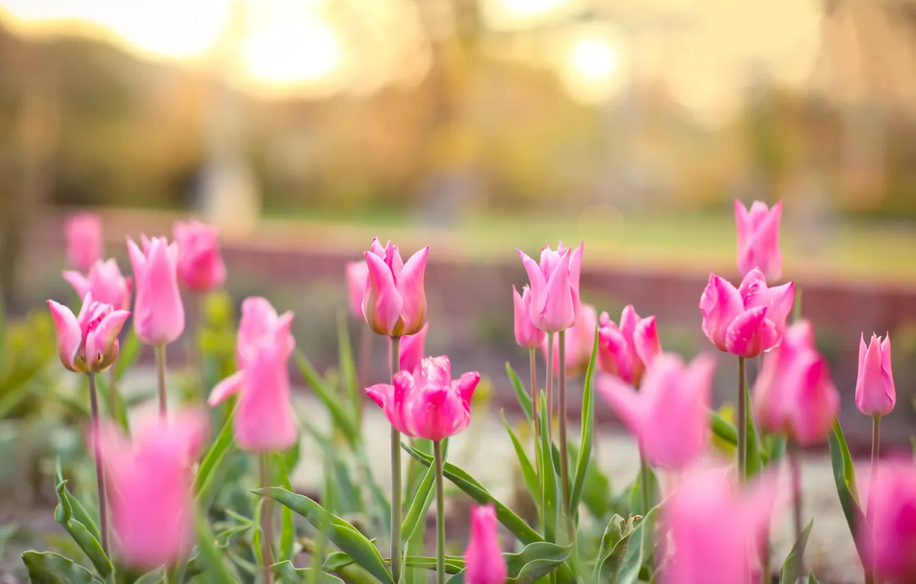 Фото обои весна, Тюльпаны, розовые, клумба, боке