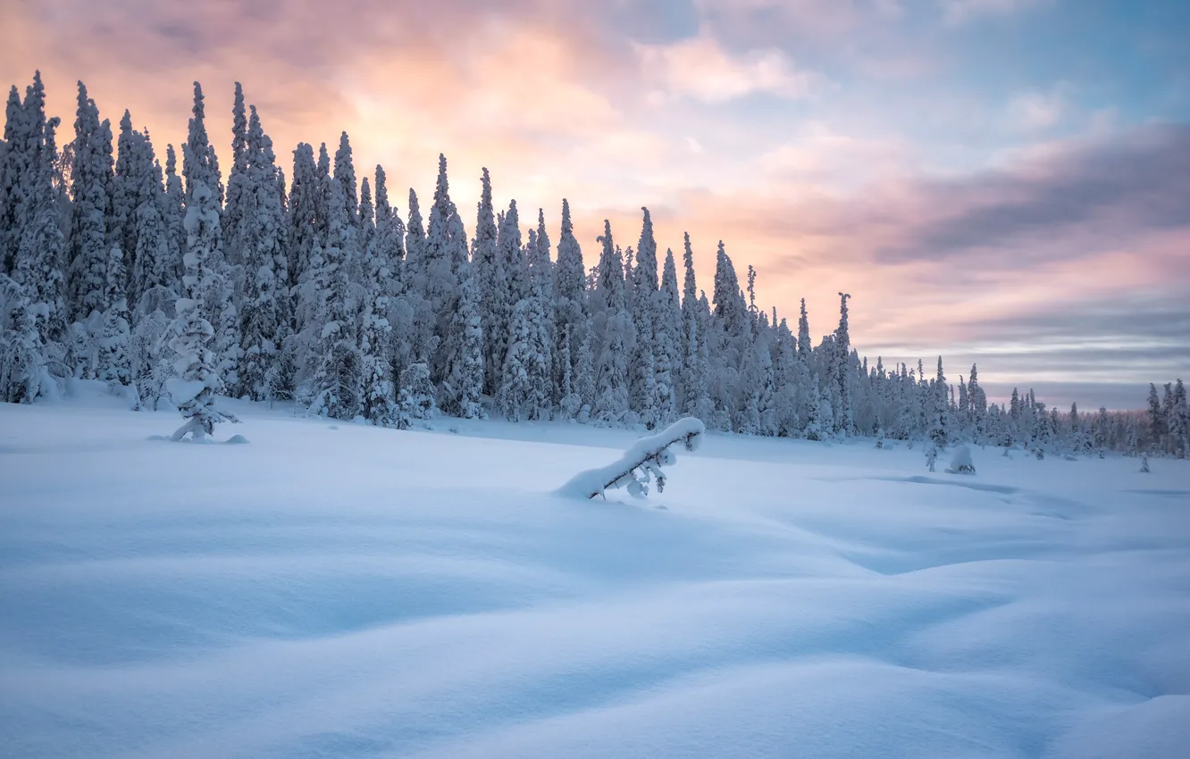 Фото обои зима, лес, снег, деревья, закат, сугробы, Россия, Карелия