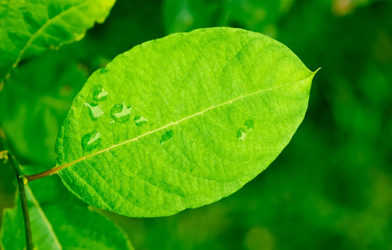 Фото обои лето, капли, лист, листок, влага, ветка, зеленый лист, черенок