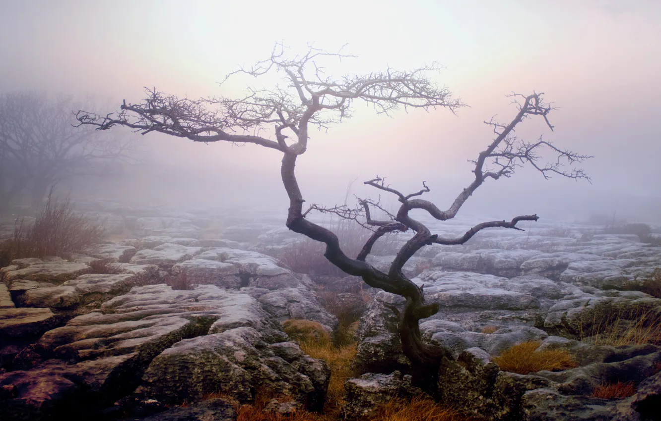 Фото обои осень, туман, дерево, утро