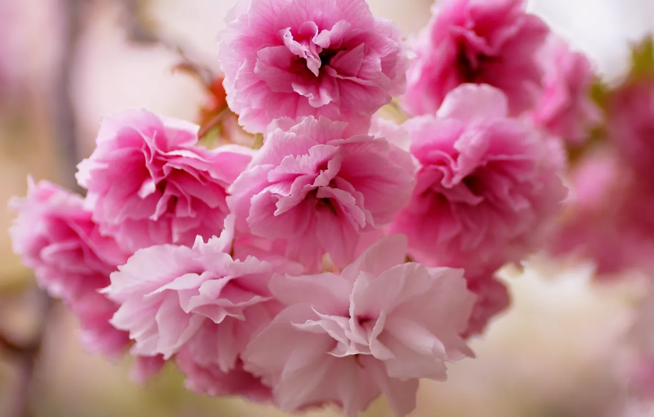 Фото обои цветы, сакура, розовые
