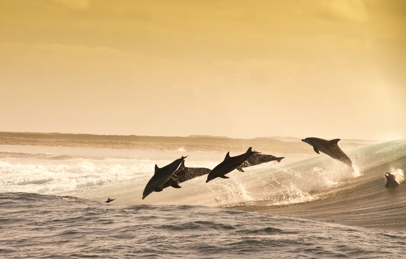 Фото обои sea, evening, jumping, wave, dolphins, playful, water splash