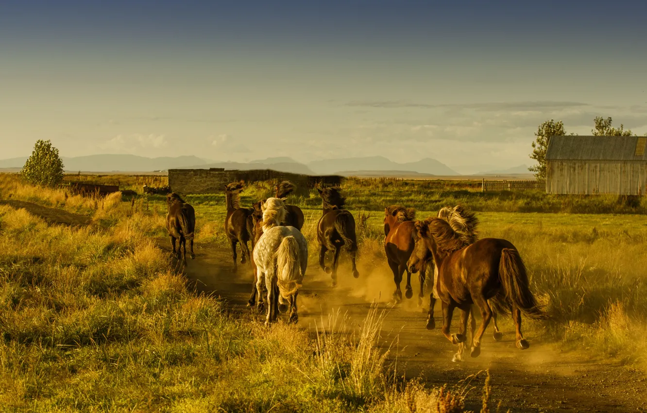 Фото обои field, freedom, hills, way, pathway, horses, countryside, barn