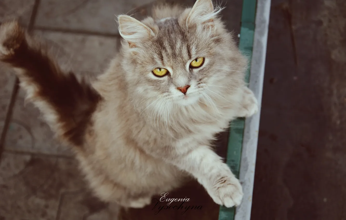 Фото обои кошка, серая, бежит, кошечка