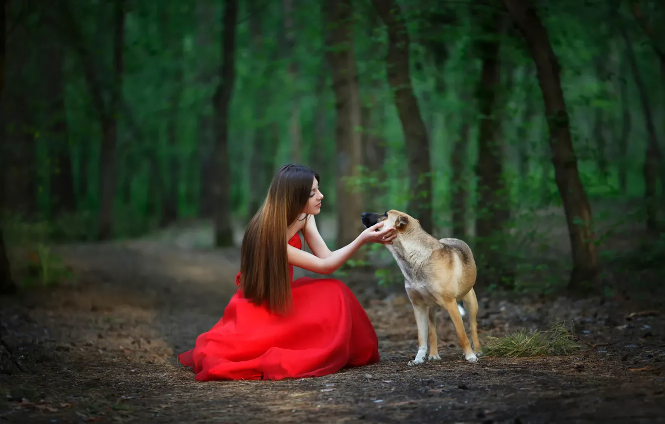 Фото обои лес, девушка, собака, дружба, красное платье
