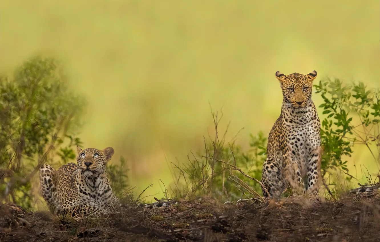 Фото обои фон, растительность, хищники, дикие кошки, парочка, леопарды