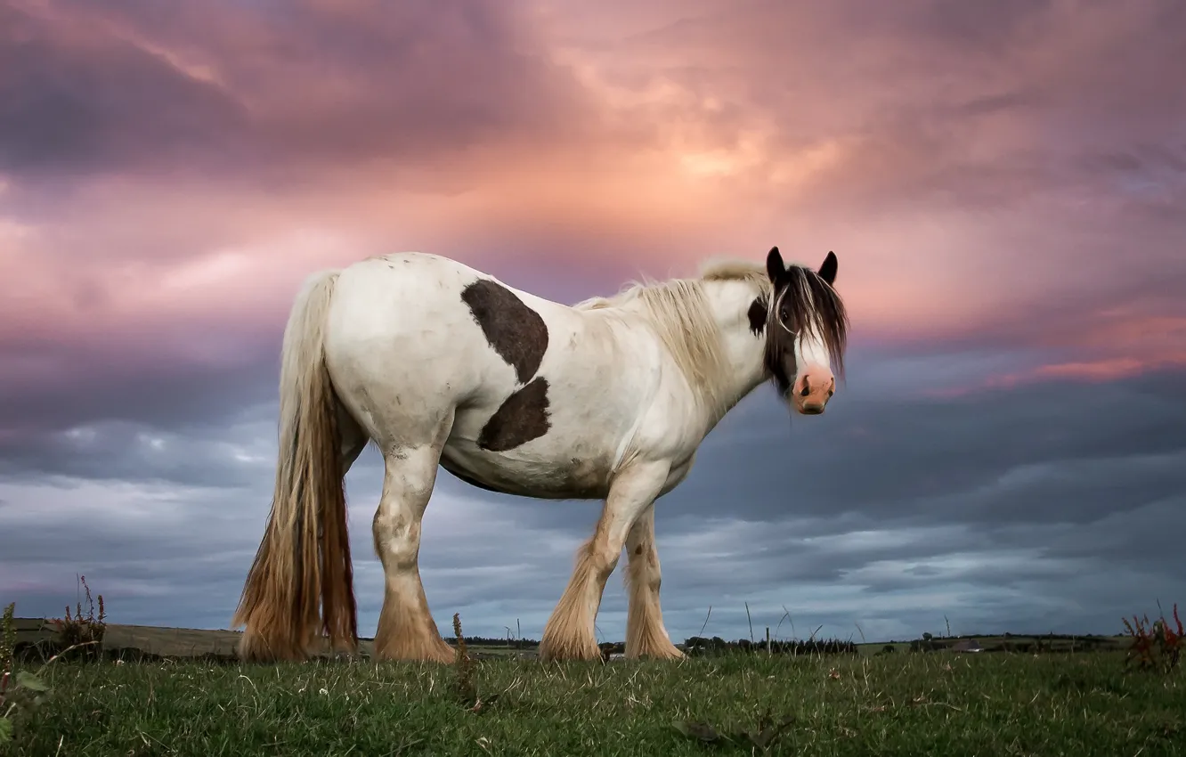 Фото обои закат, лошадь, вечер, холм