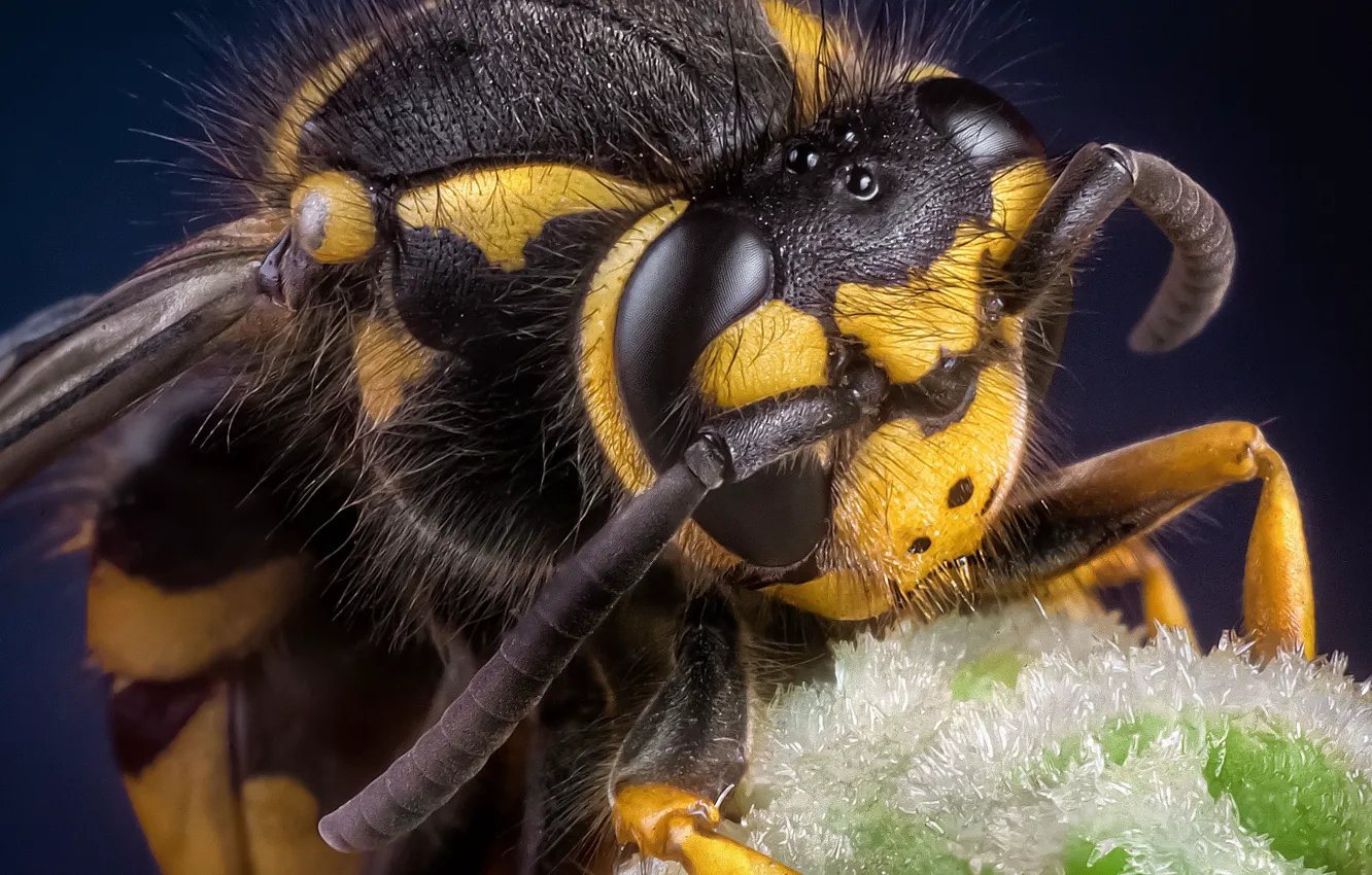 Фото обои глаза, макро, пчела, голова, насекомое, усики
