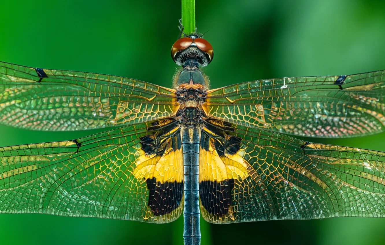 Фото обои макро, крылья, стрекоза, насекомое
