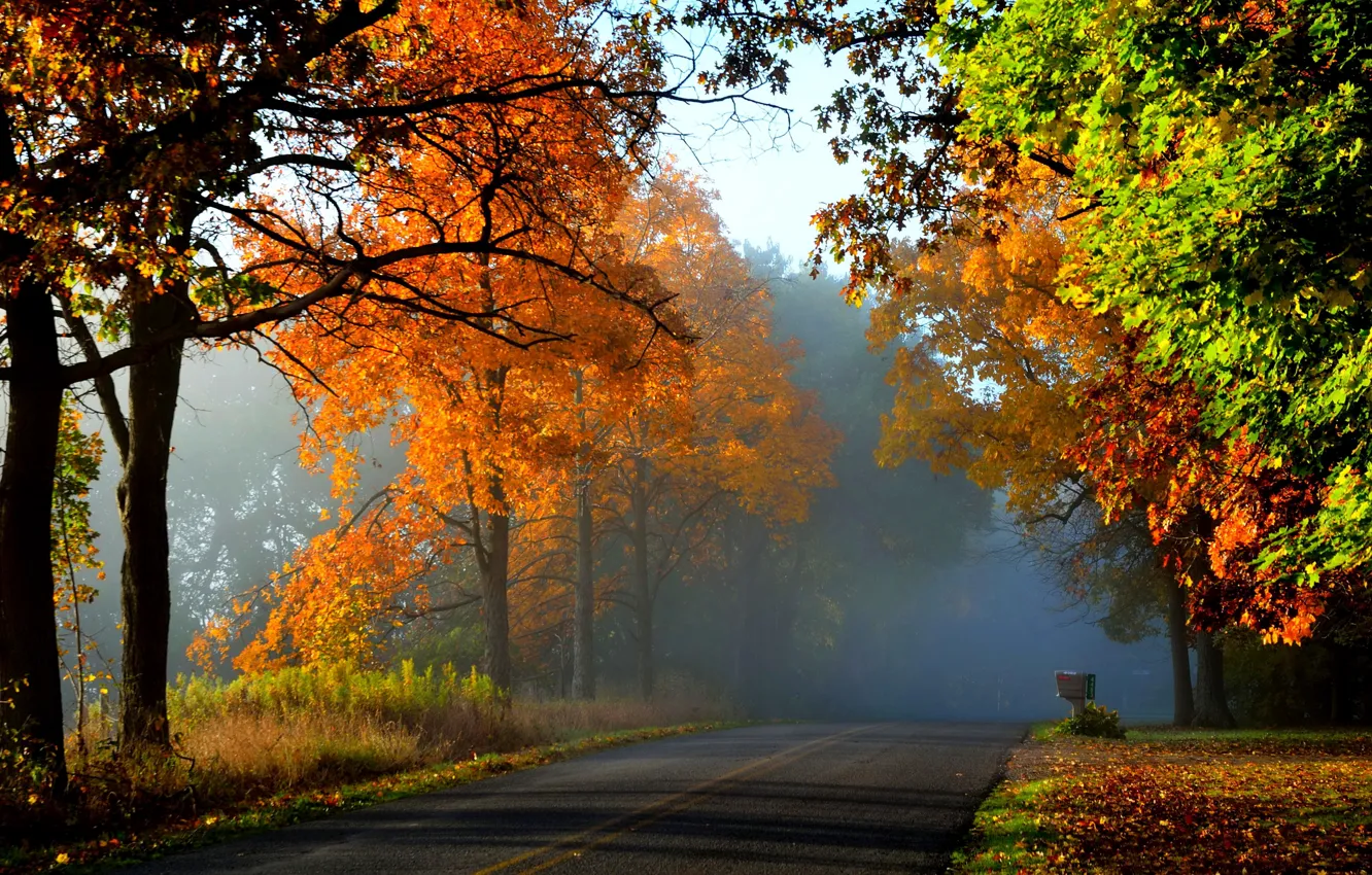 Фото обои дорога, осень, листья, туман, желтые, лес.деревья