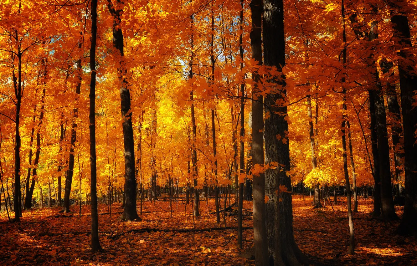 Фото обои осень, природа, стволы, листва, оранжевая