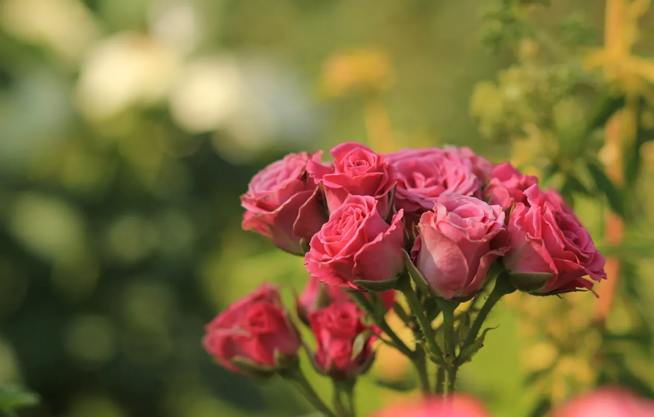 Фото обои розы, размытость, розовые