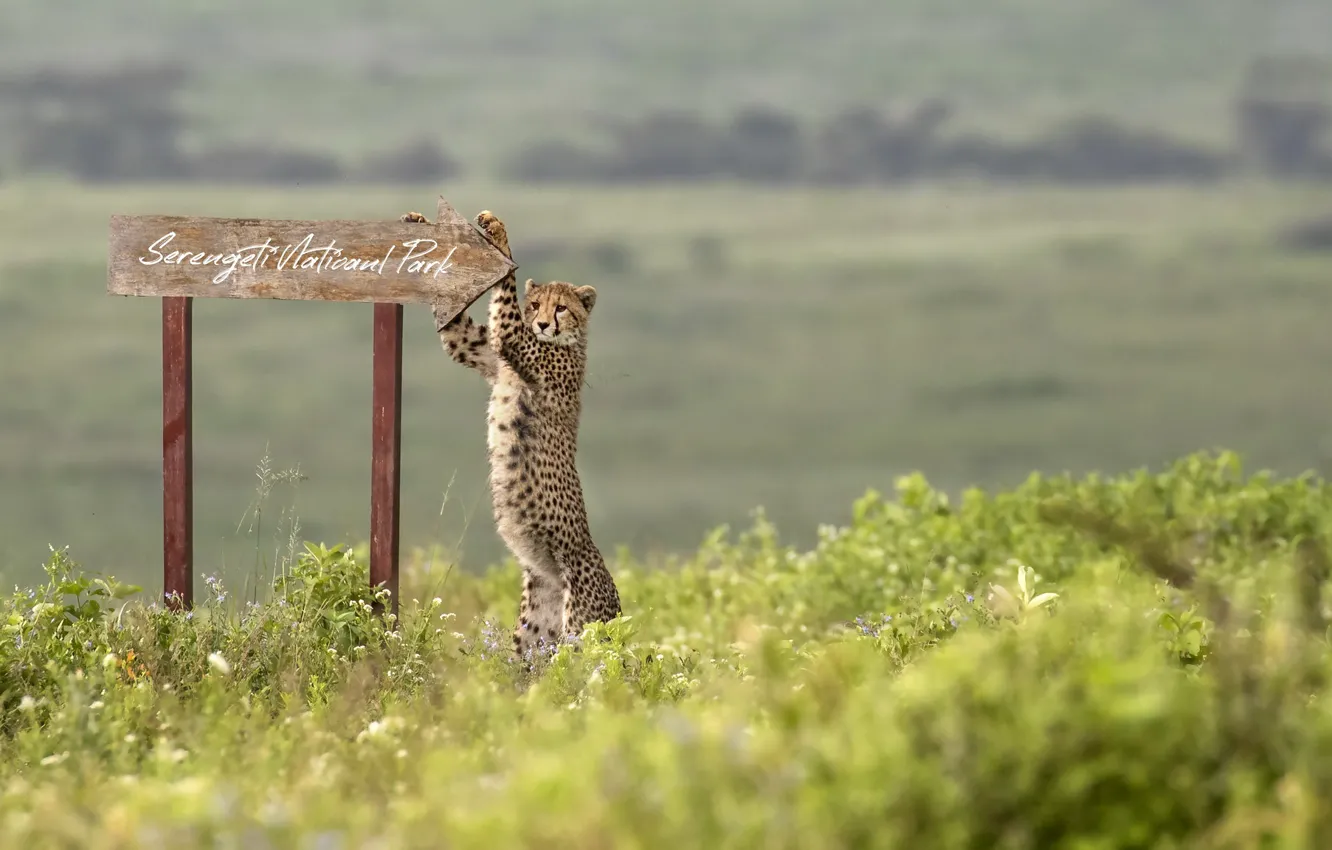 Фото обои africa, Cheetah, Serengeti National Park
