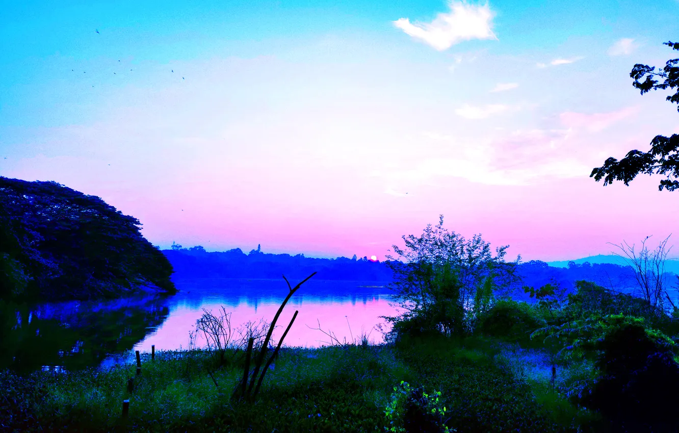 Фото обои Sky, Grass, Birds, Sun, Water, Dawn, Morning, Lake